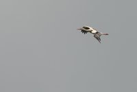 20150509-DSC06186.jpg